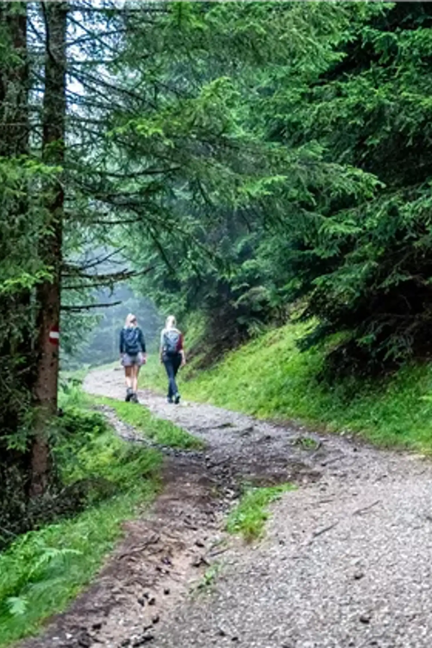 BERG-GESUND Waldbaden - Shinrin Yoku