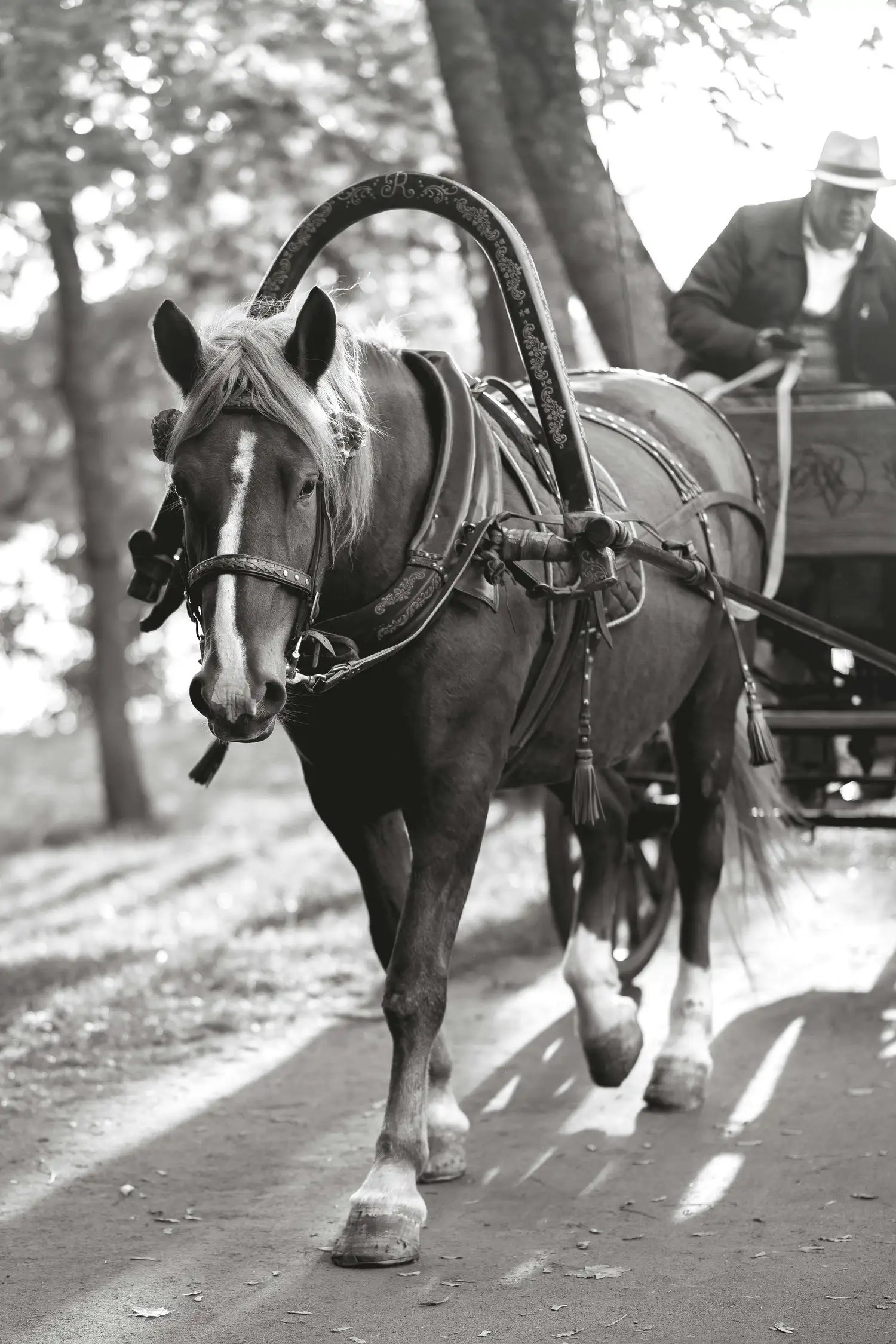 Carriage ride through Damüls