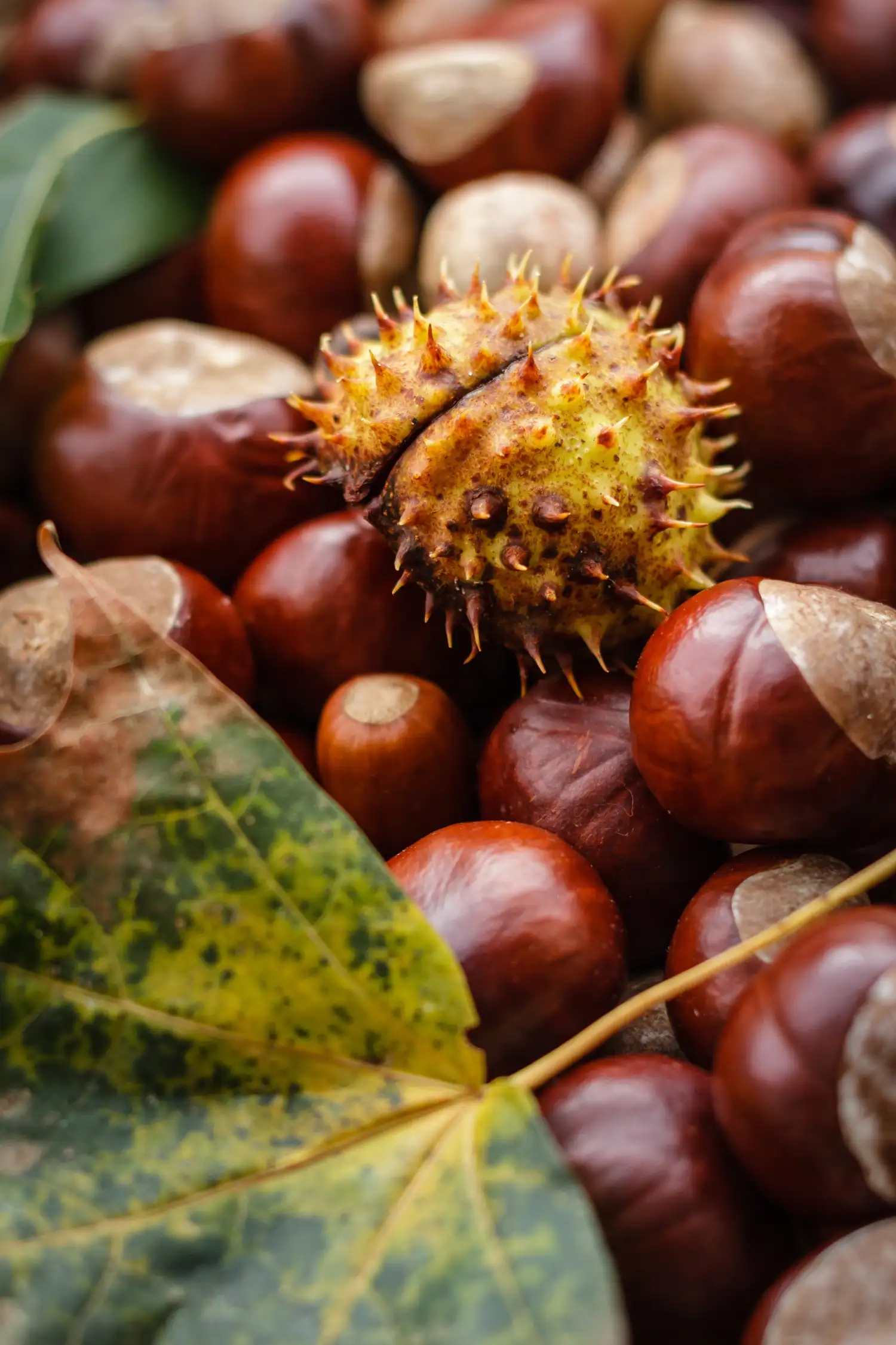Herbstkranz basteln