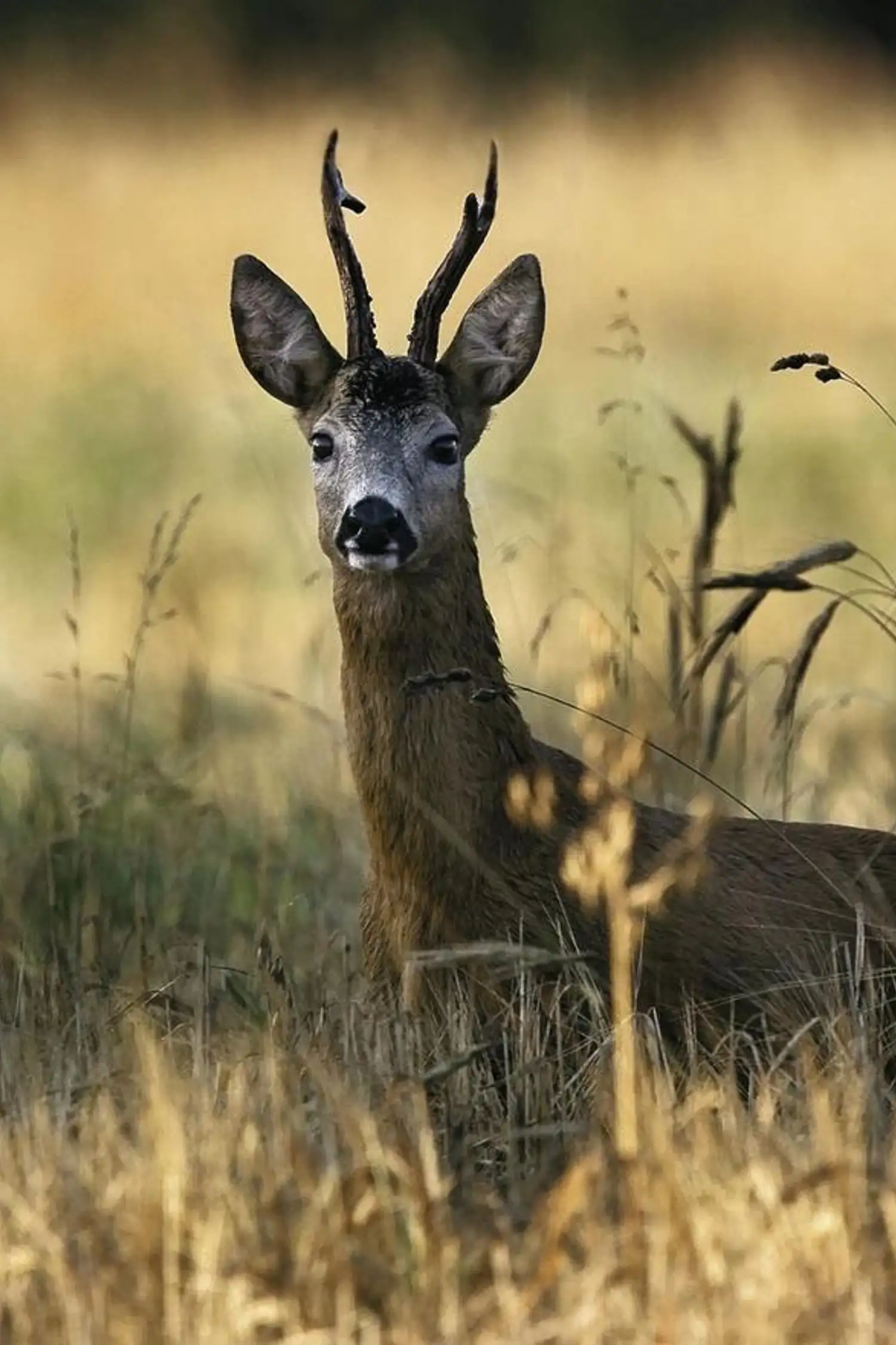 Den Wildtieren auf der Spur - Wanderung in St.Sigmund im Lüsenstal