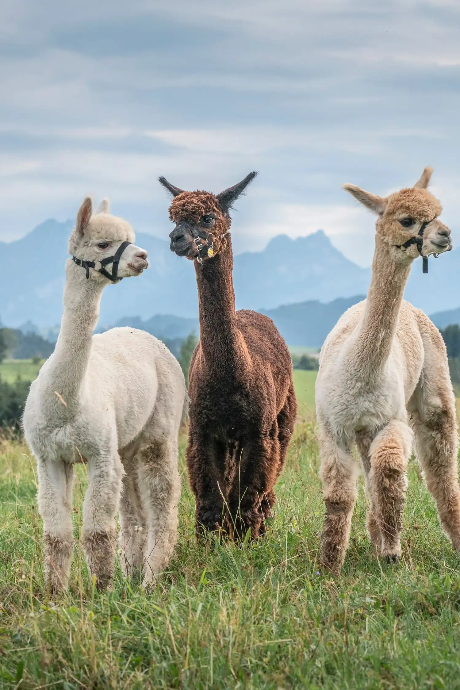 Alpaca adventure hike in Altenmarkt
