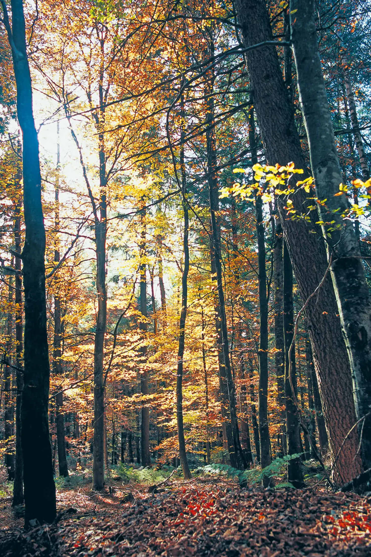 Discover Untamed Nature in the Black Forest National Park