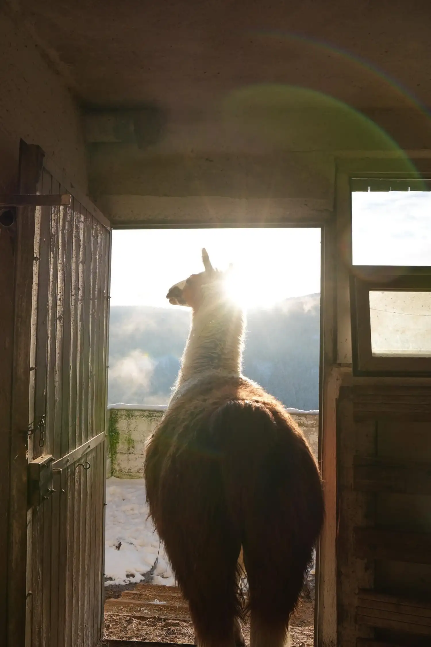 Hiking with alpacas at the Hinterwalderhof