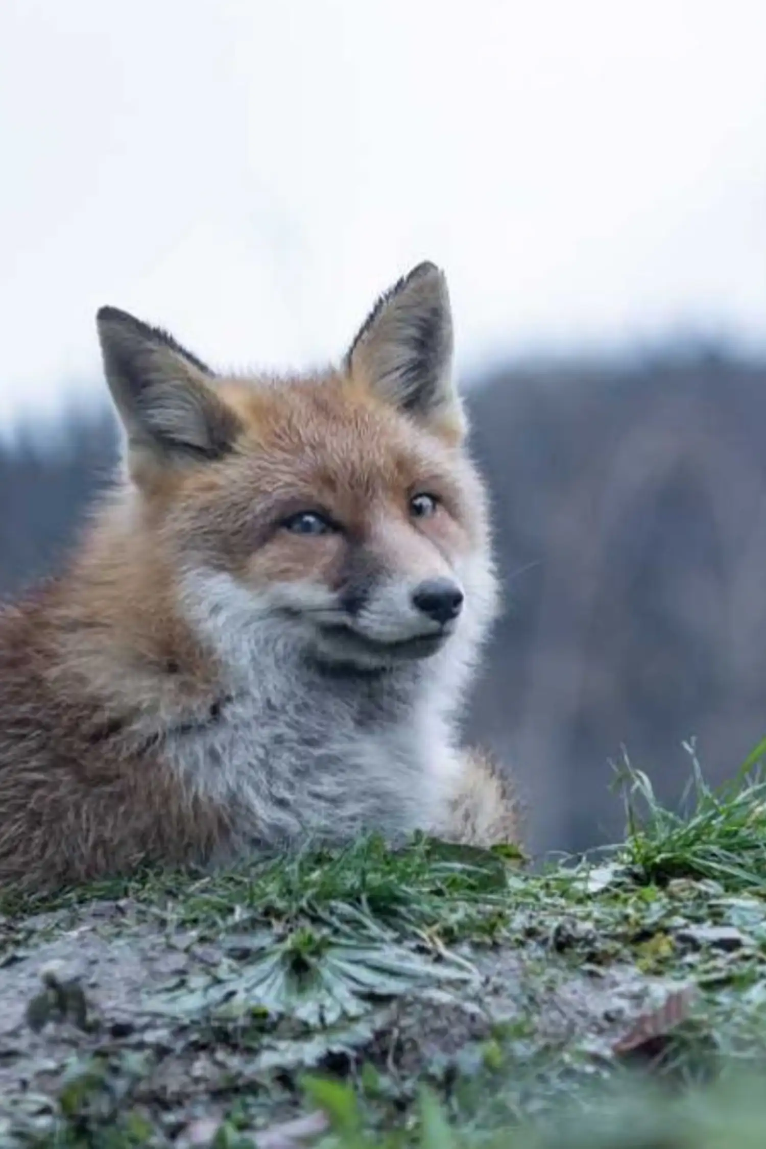 Feldkirch Wildlife Park