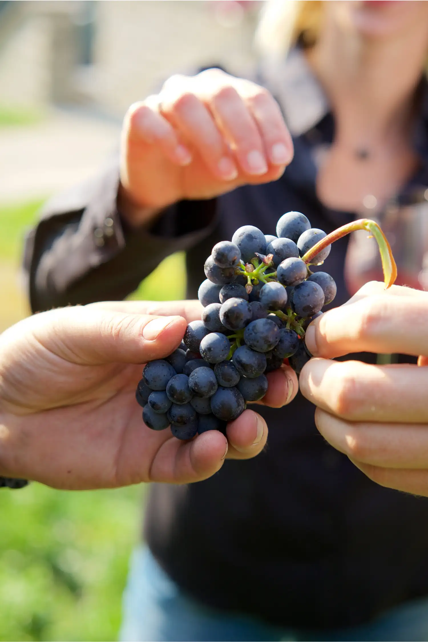 Herbstgenuss zur Traubenreife – Wein erleben mit allen Sinnen