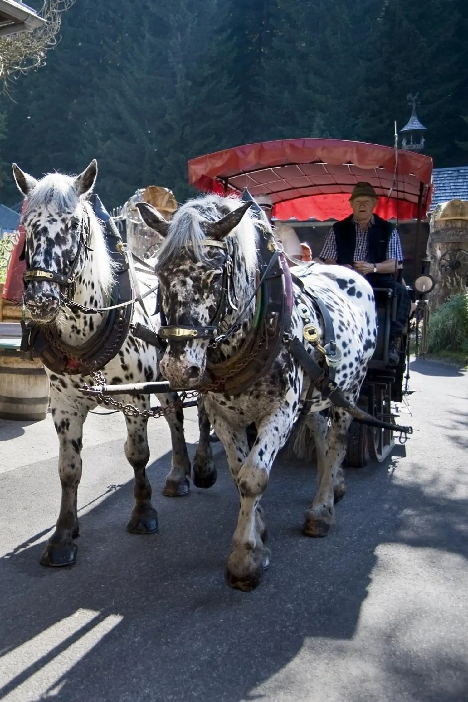 Horse-drawn carriage ride in Filzmoos