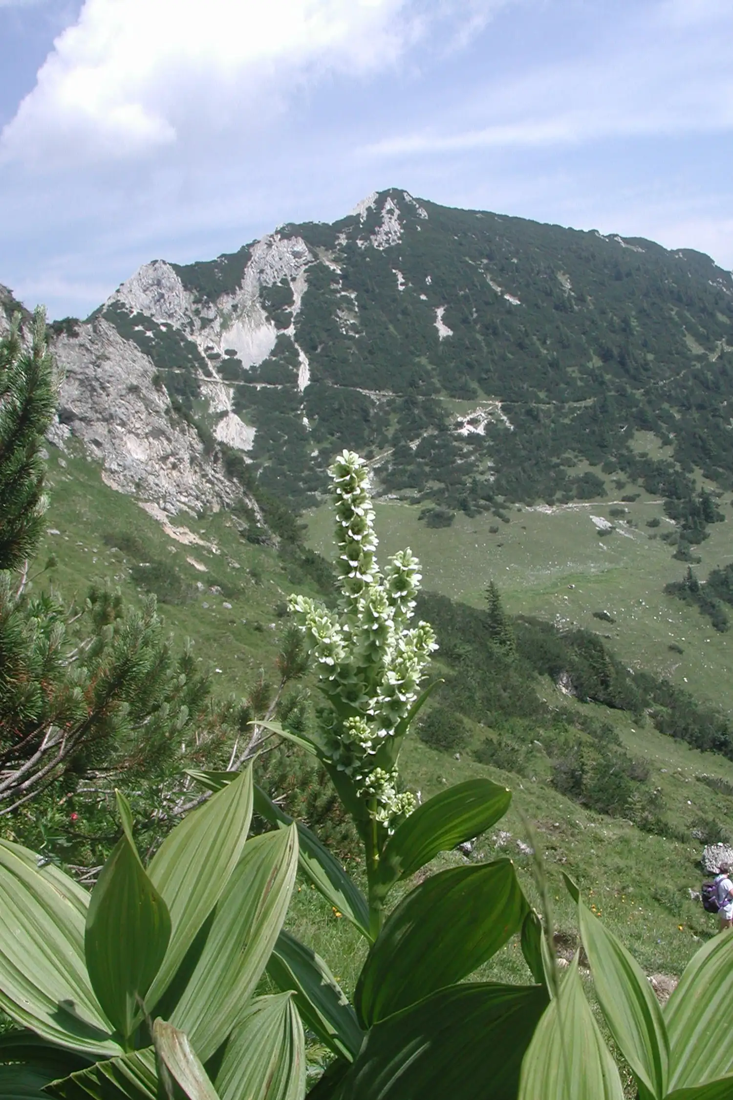 Beautiful Alpine Meadows Campaign - Edenbachalm 