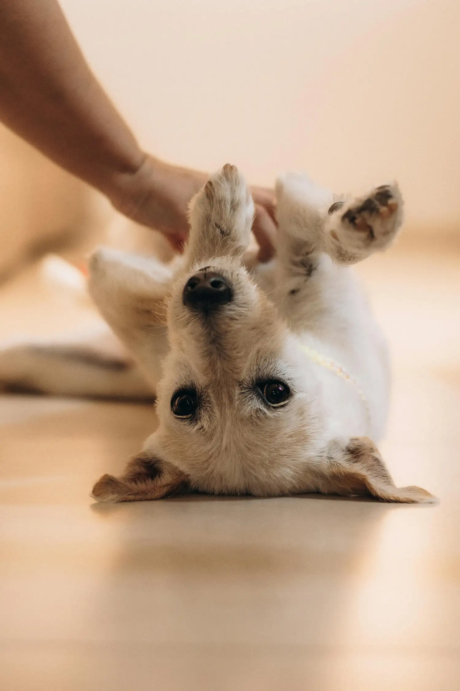 Wellness für den Hund