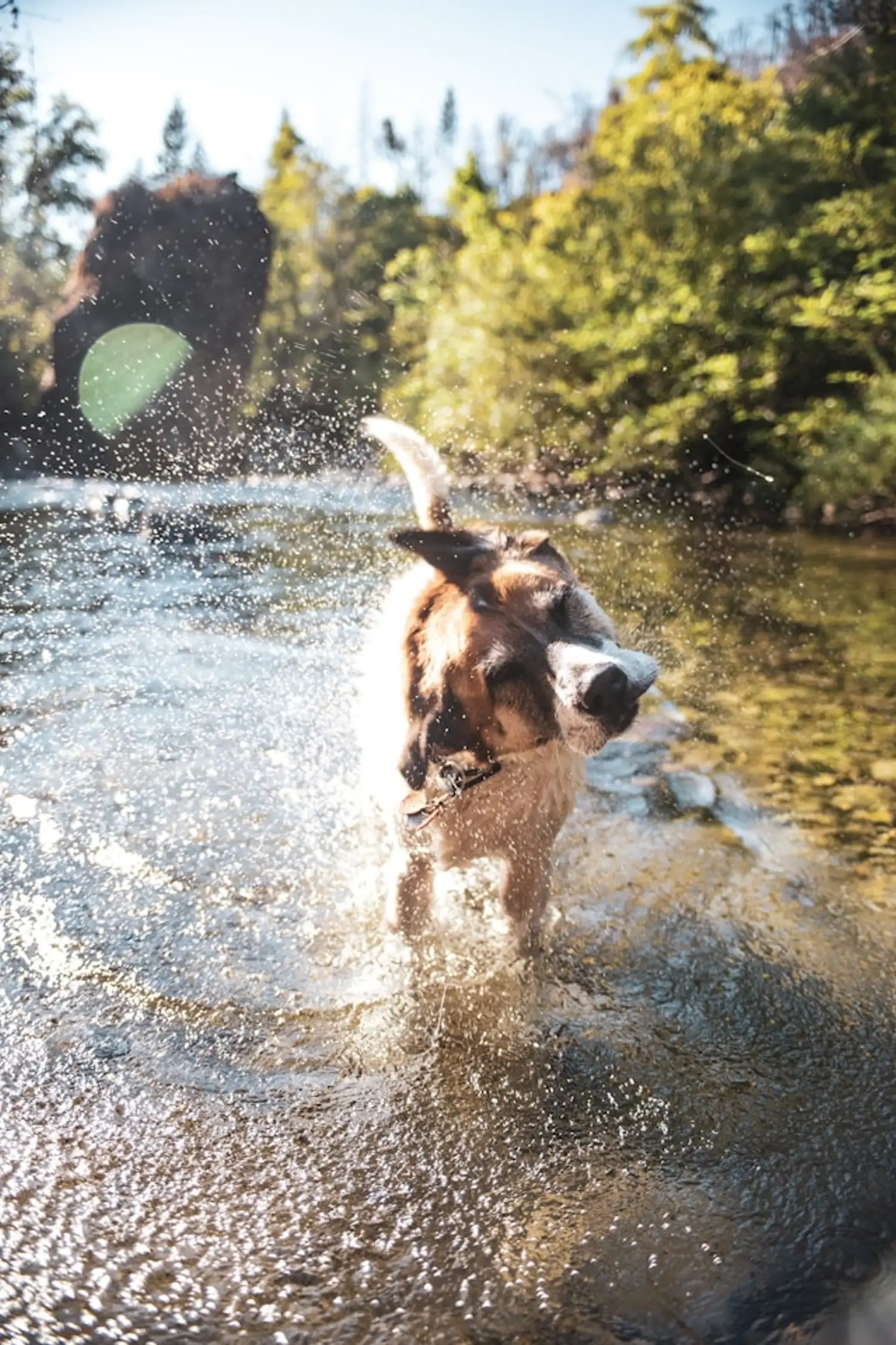 Hundebadetag