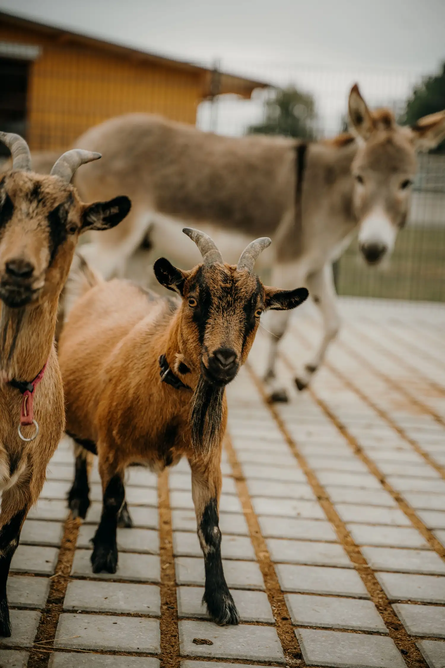 Caring for Goats and Donkeys