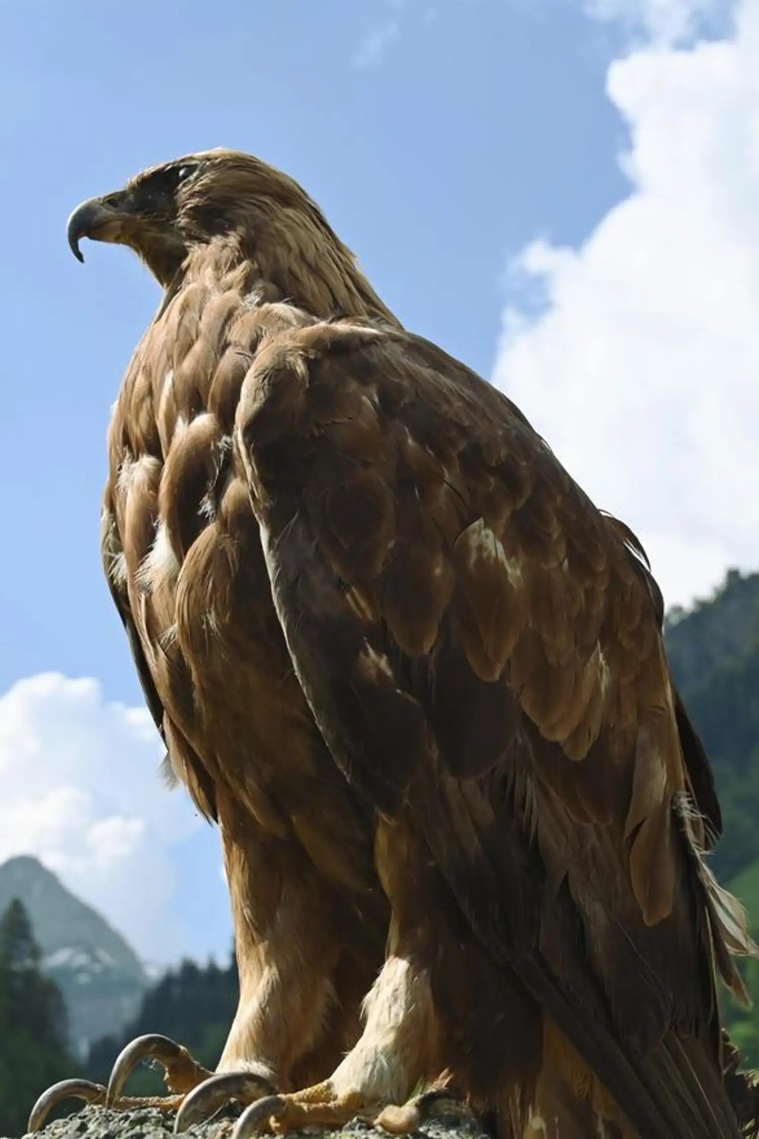 Allgäu Big Five – Golden Eagles in the Hintersteiner Valley