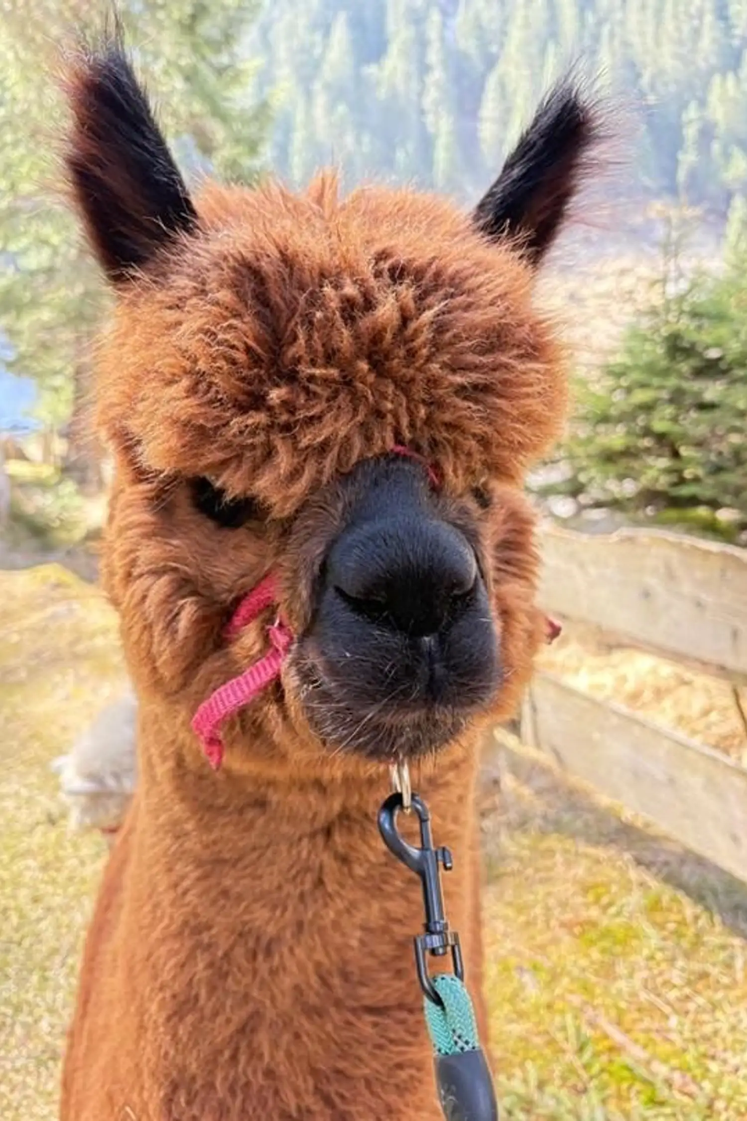 The Magic of the Alpaca Hike in Krimml