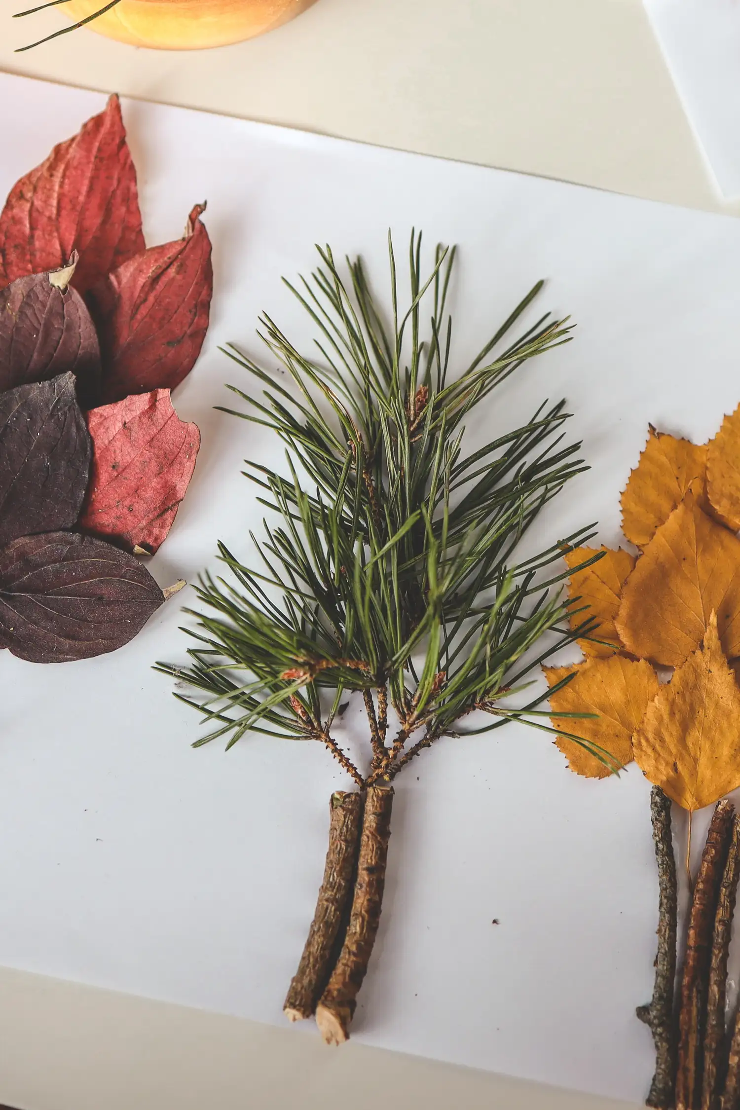 Herbstbilder