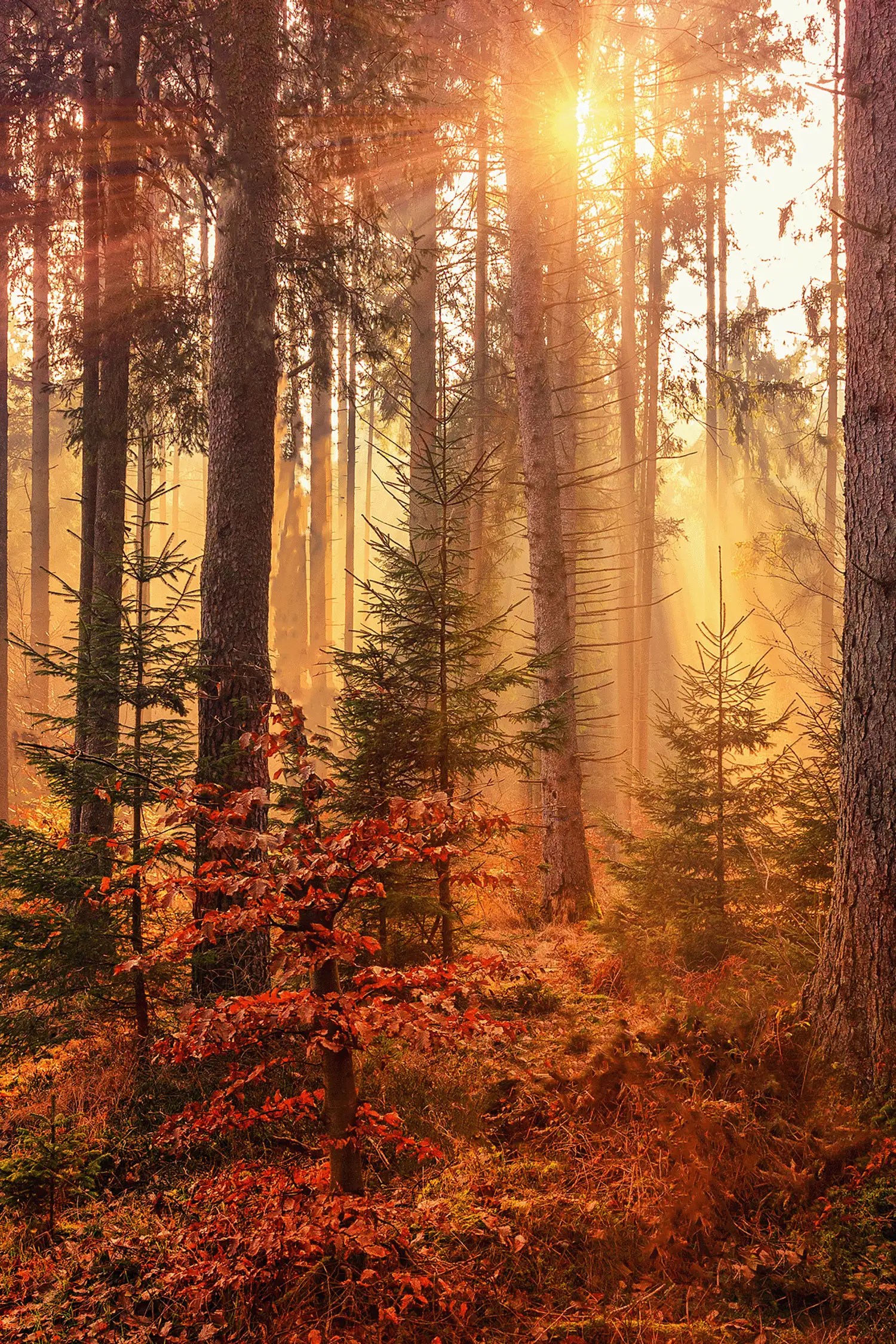 Aufguss: Waldpark (80° Sauna)