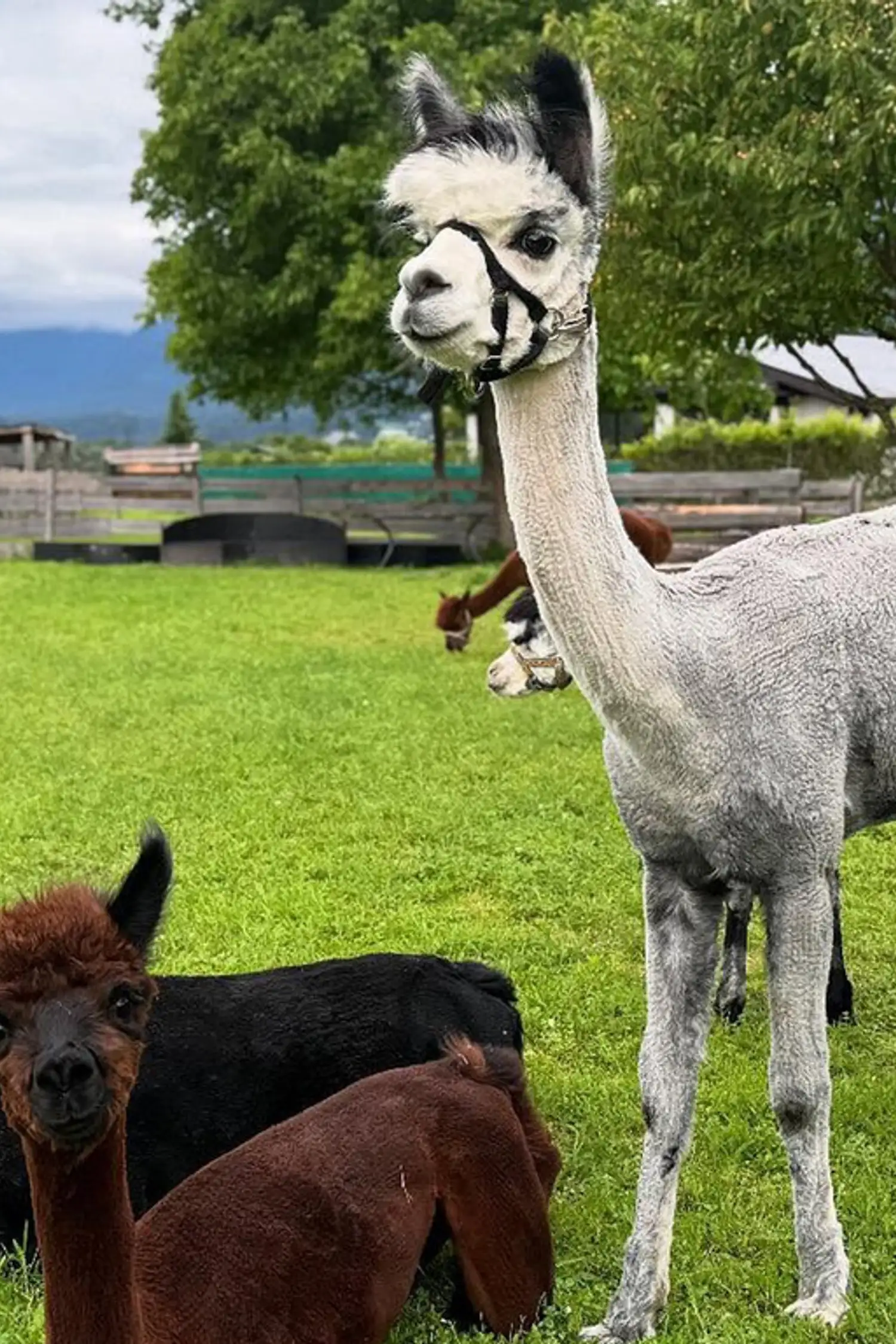 Yoga with the alpacas at Oettlhof