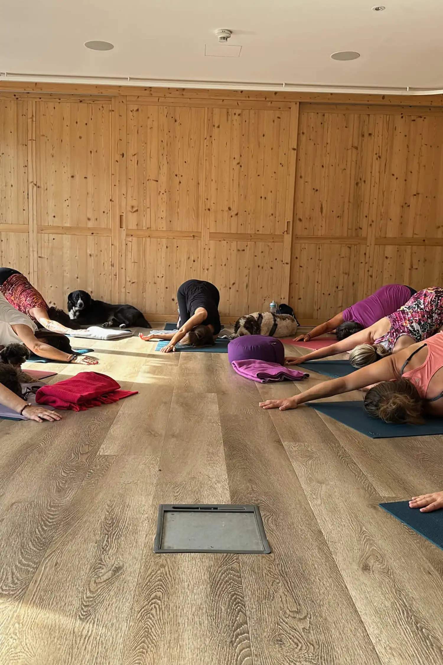 Namasté mit Hund – deine besondere Yogastunde