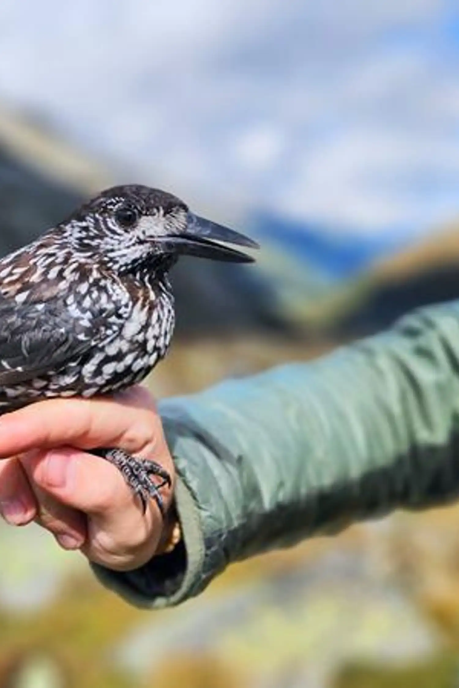 Visit to the Alpine Bird Hot Spot