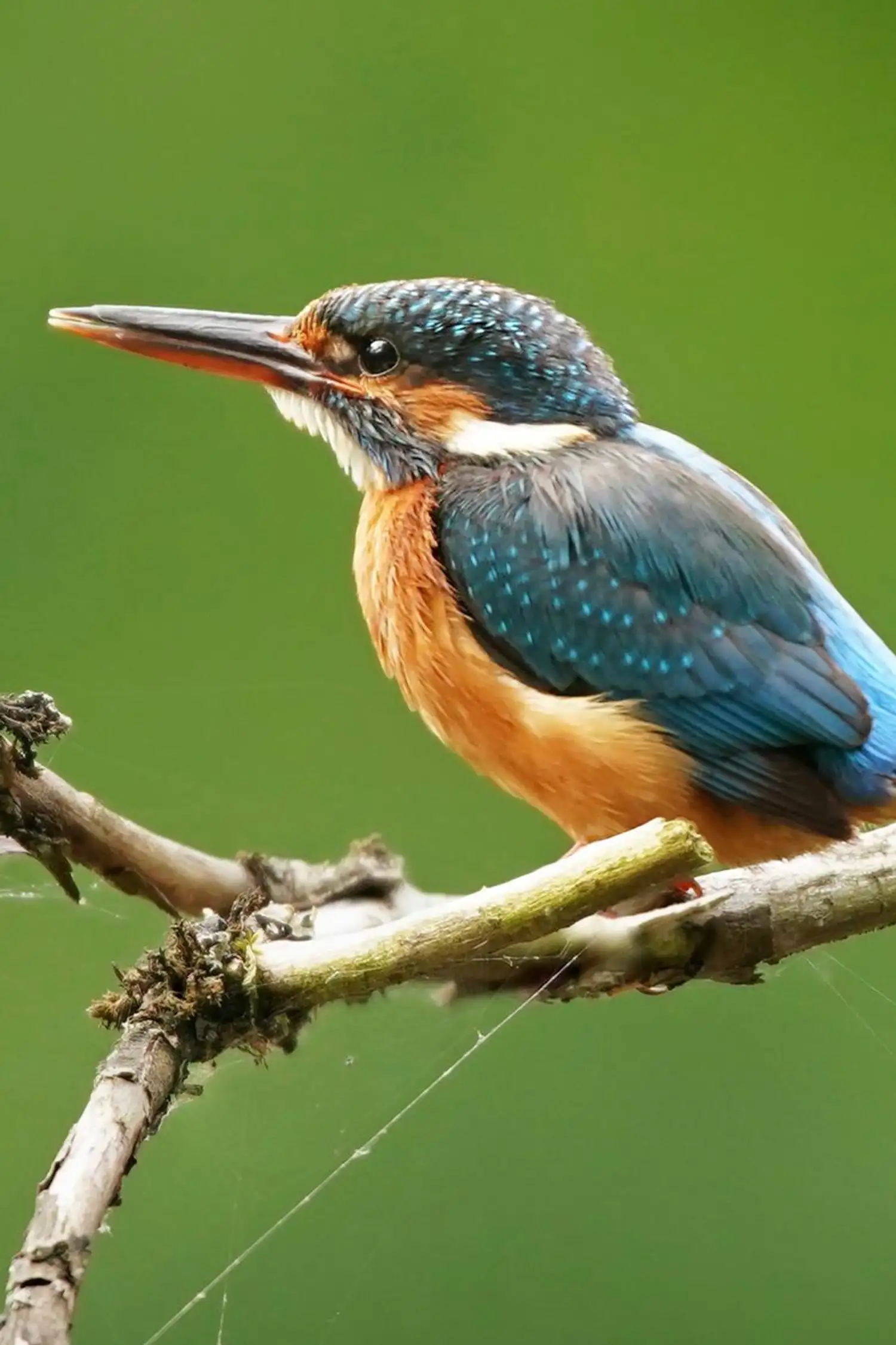 Discover the birdlife around the Rehbach 🐦