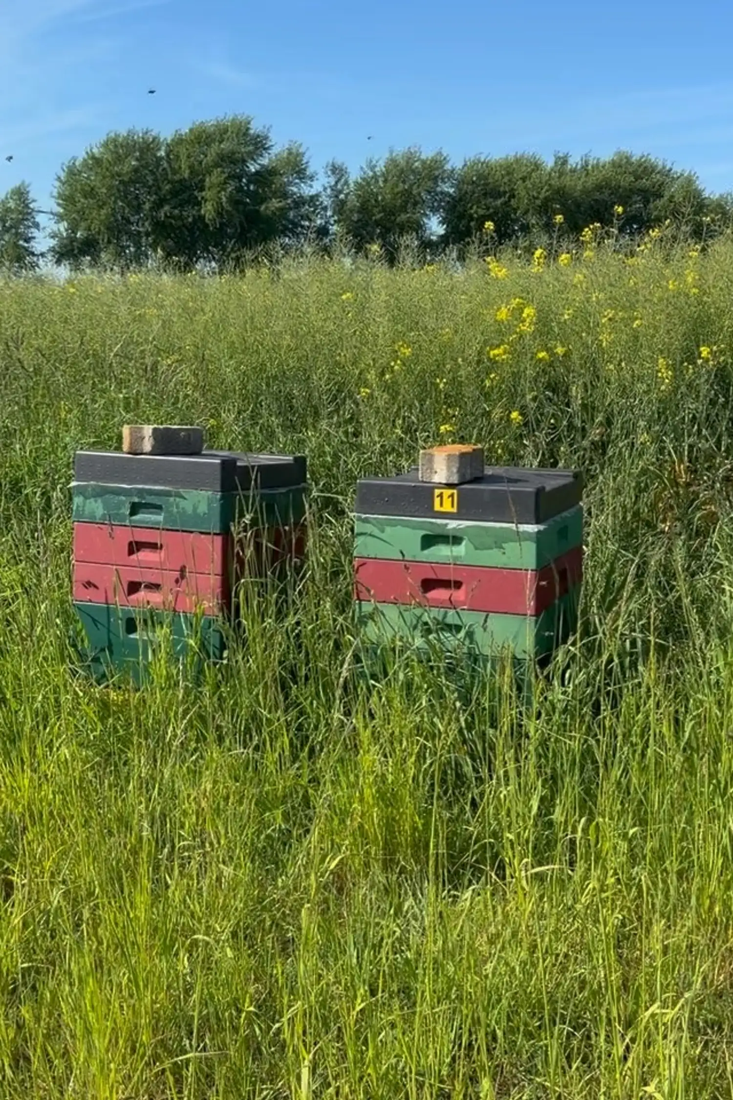 Zu Besuch bei den Bienen 
mit Imker Andreas