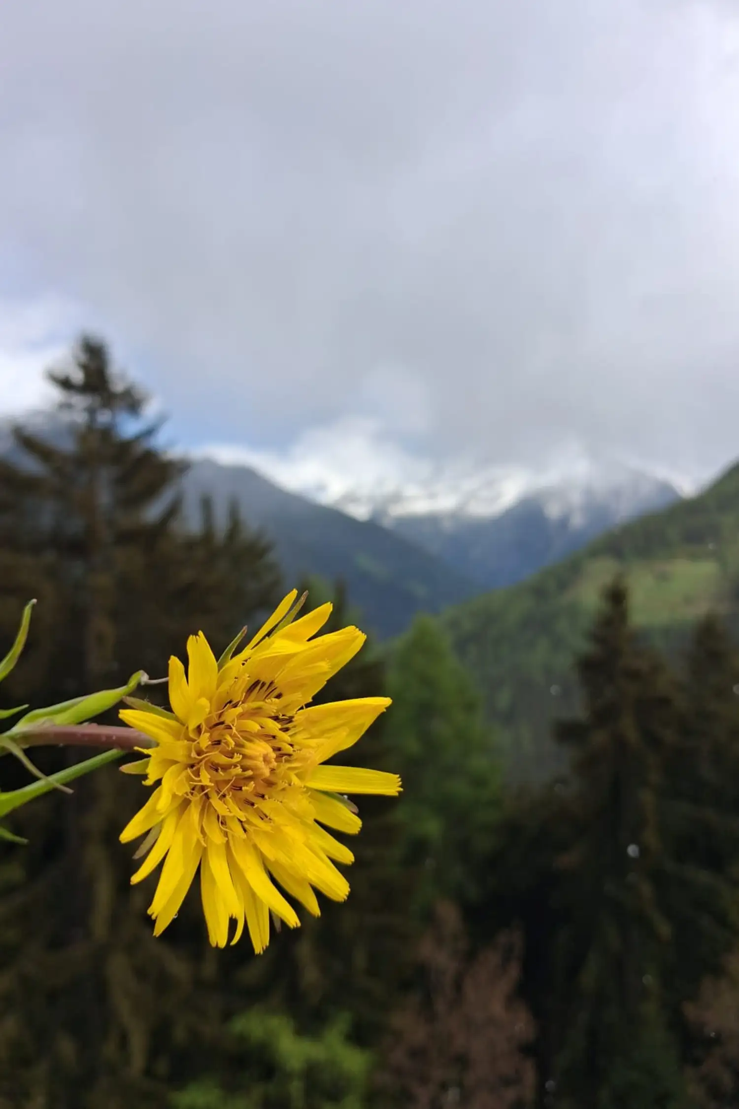 Hike | Schönbergalm*